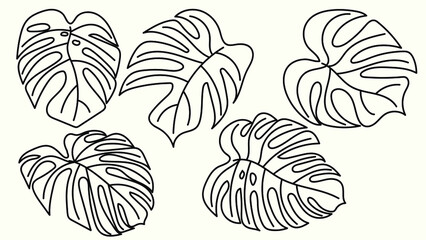 Monstera Leaf Illustration