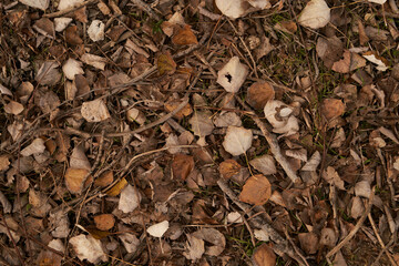 dry autumn leaves on the ground