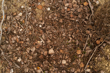 dry autumn leaves on the ground