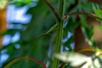 Grasshopper on a branch