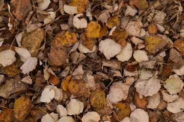 dry autumn leaves on the ground