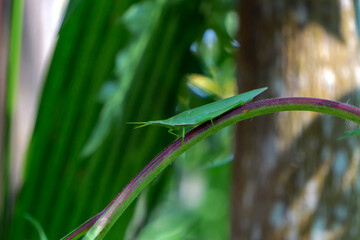 Grasshopper on the grass