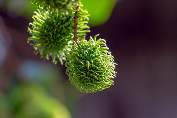 close up of rambutan fruit