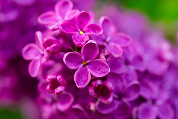 Fototapeta na wymiar Purple Lilac flowers closeup view on the bush