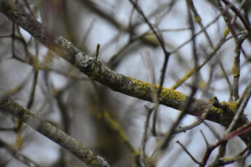 Mossy Branch