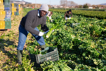 African American farmer working on vegetable plantation on spring day, gathering crop of organic celery..
