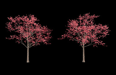 Isometric sakura plant 3d rendering