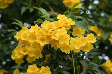 Soft focus,Close up Yellow elder, Yellow bells, or Trumpetflower, Scientific name is Tecoma stans in garden