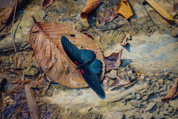 A large Great Mormon (Papilio Memnon) blue butterfly near a waterfall