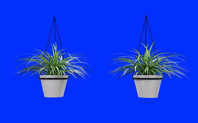 Isometric hanging plant potted 3d rendering