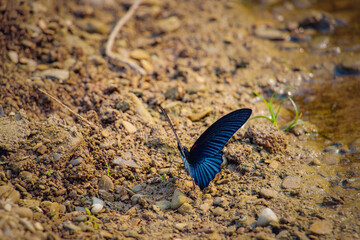 A large butterfly belonging to the Swallowtail family. Great Mormon (Papilio Memnon)