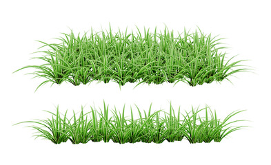 Tropical flower bush plant isolated