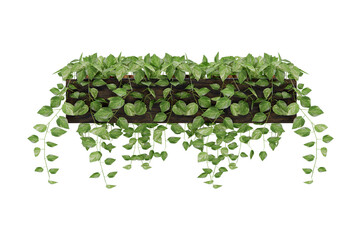 Isometric hanging plant potted 3d rendering