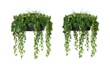 Isometric hanging plant potted 3d rendering
