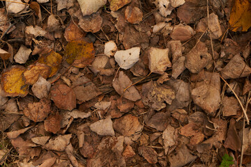 dry autumn leaves on the ground
