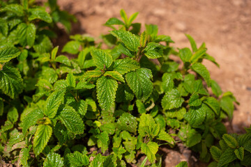 Planta de la Menta. Menta.