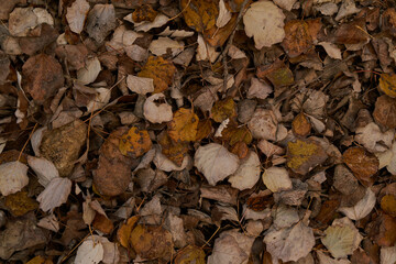 dry autumn leaves on the ground