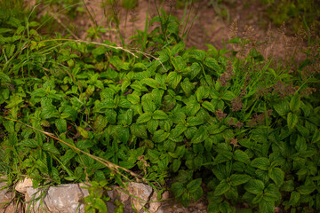 Planta de la Menta. Menta.