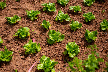 Pequeñas lechugas creciendo en una huerta