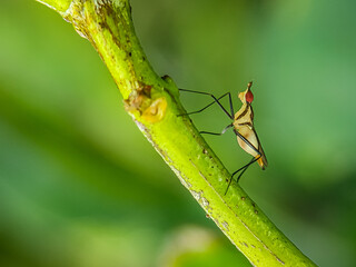 Banana Stalk Flies on blur background. Neriidae is a small family of true flies (Diptera) with long, stilt-like legs.