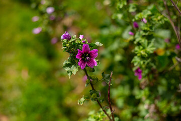 Flores moradas en jardín con fondo desenfocado. Concepto de Jardinería.