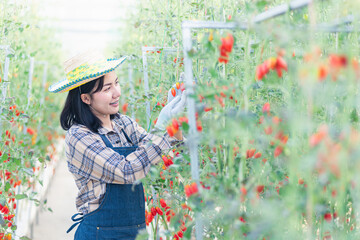 Happy farmer woman cutting organic ripe tomatoes from a bush with scissors in greenhouse garden, tomato gardening vegetables organic farm concept