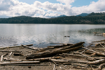 Fototapeta premium Dead Tree Branches and Beach at Rocky Point Campground, Alder Lake, Mount Rainier