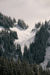 Snowy Mountains, Slopes and Trees in Mount Rainier National Park, Washington