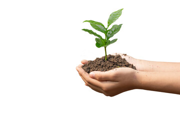 hand holding coffee plant growing on soil isolated on white background. environment Earth Day In...
