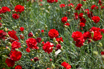 Fototapeta na wymiar Flores rojas en una huerta