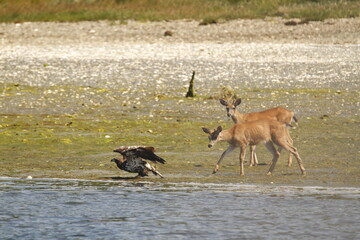 Bald Eagle getting chased by deer