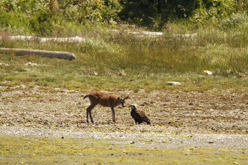 Bald Eagle and Deer standoff