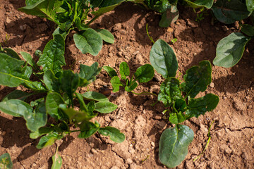 Espinaca en una huerta. Chacra de Espinacas.