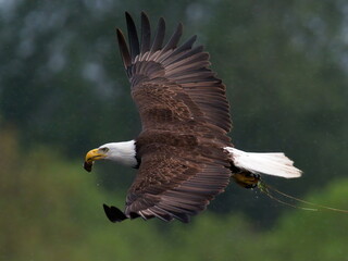 Adult Bald Eagle flying with a fish in its beak in the rain