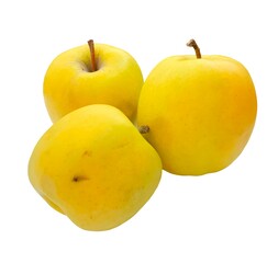 yellow apples isolated