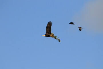 Bald Eagle with nesting material being chased by two crows