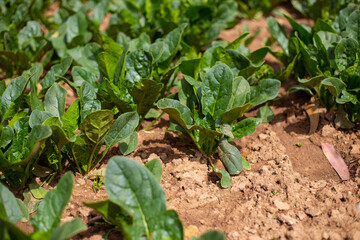 Espinaca en una huerta. Chacra de Espinacas.