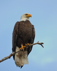 Adult Bald Eagle perched on a branch with a blue sky background