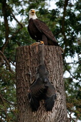 Bald Eagle posing with a young Great Blue Heron that it killed