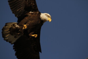 A closeup of a Bald Eagle flying overhead with its talons out
