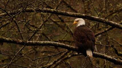 A Bald Eagle on a branch in a dense forest