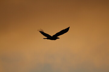 Fototapeta na wymiar Silhouette of a flying Bald Eagle against an orange sky