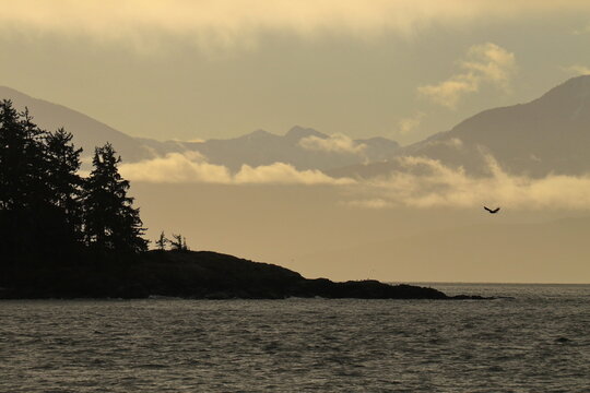 Bald Eagle flying over the ocean with trees and mountains and clouds