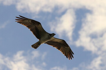 Osprey flying close up against blue sky with clouds