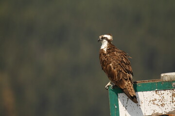 Osprey perched on a sign at a dock in the wind