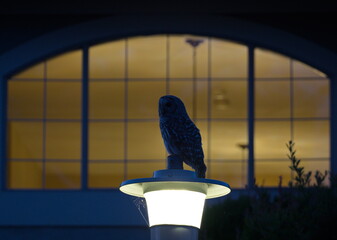 A Barred Owl on a street light framed by a lit window