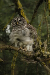 A Barred Owl shaking its feathers dry in the rain