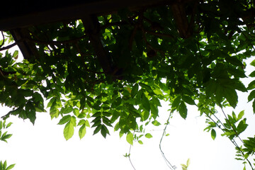 真夏の炎天下、ツタの葉が組み合わせられた自然の恵みが涼しい