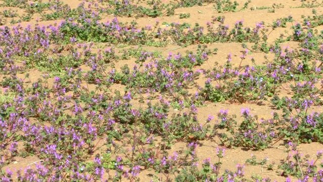 春風に揺れる地面一面に咲いた紫色のホトケノザの花