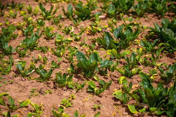 Espinacas en chacra. Espinacas en desarrollo.
